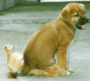 dogoncat.gif
