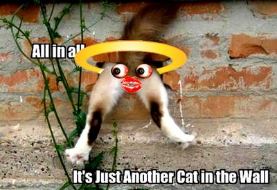 Halo on cat.jpg