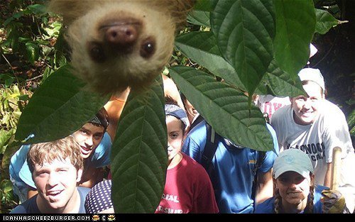 funny-pictures-photobombing-sloth1.jpeg