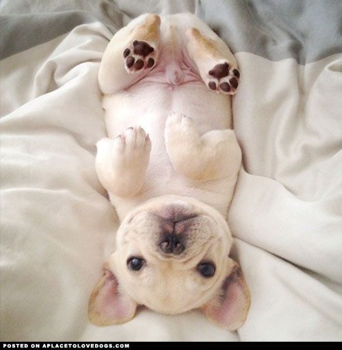 absolute-frenchie-cuteness.jpg