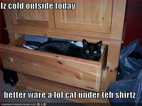 caturday.jpg