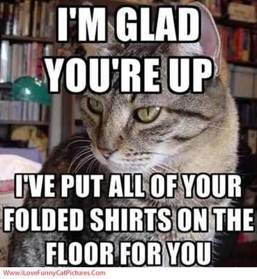 caturday.jpg