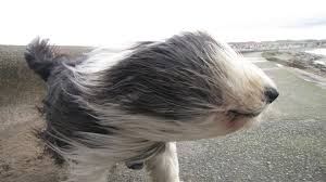 wind77.jpg