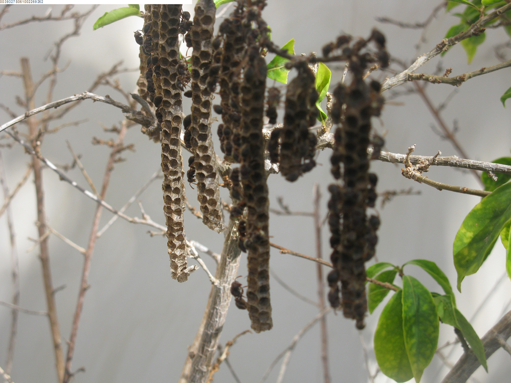 Paper wasp nest.png