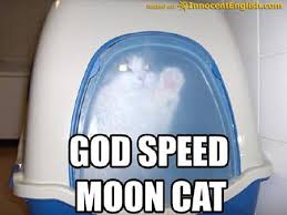 moon cat.jpg