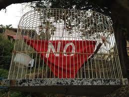 budgie smugglers ebay