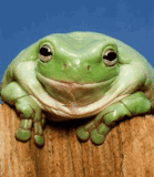 thFROGGYGRIN.gif