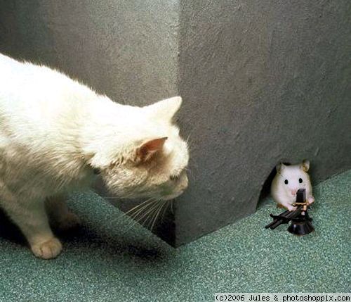 cat___mouse_.jpg