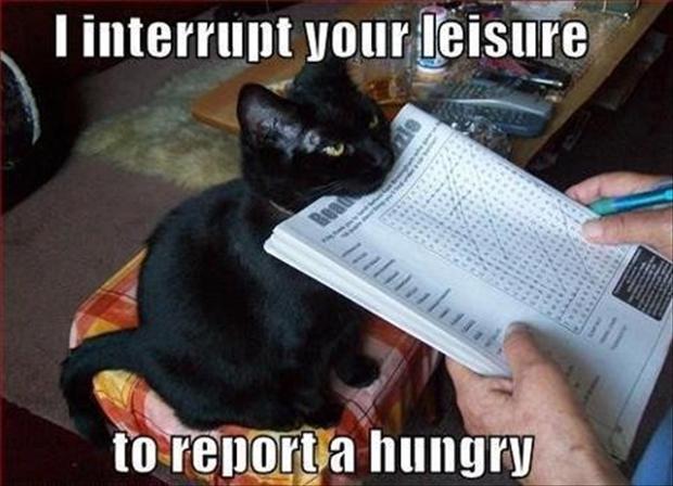 Funny-Cat-Pictures-with-Captions-12.jpg