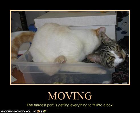 Cats And Moving House 2024