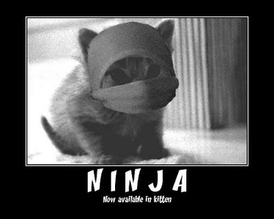 ninja cat.jpg