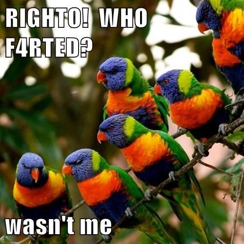 lorikeet fluff.jpg