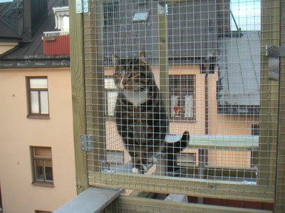 cat-enclosure.jpg
