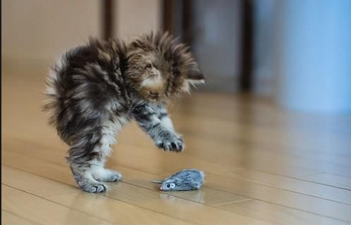 funny cat.png