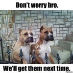 funny dogs.jpg