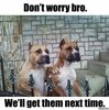 funny dogs.jpg