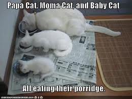 3 porridge cats.jpg