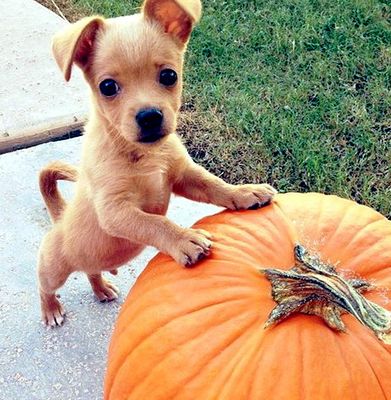 cute-small-dogs-images.jpeg