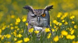 one-eye owl.jpg