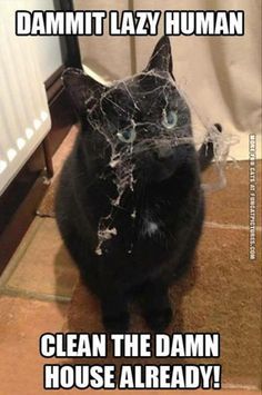 cobweb cat.jpg