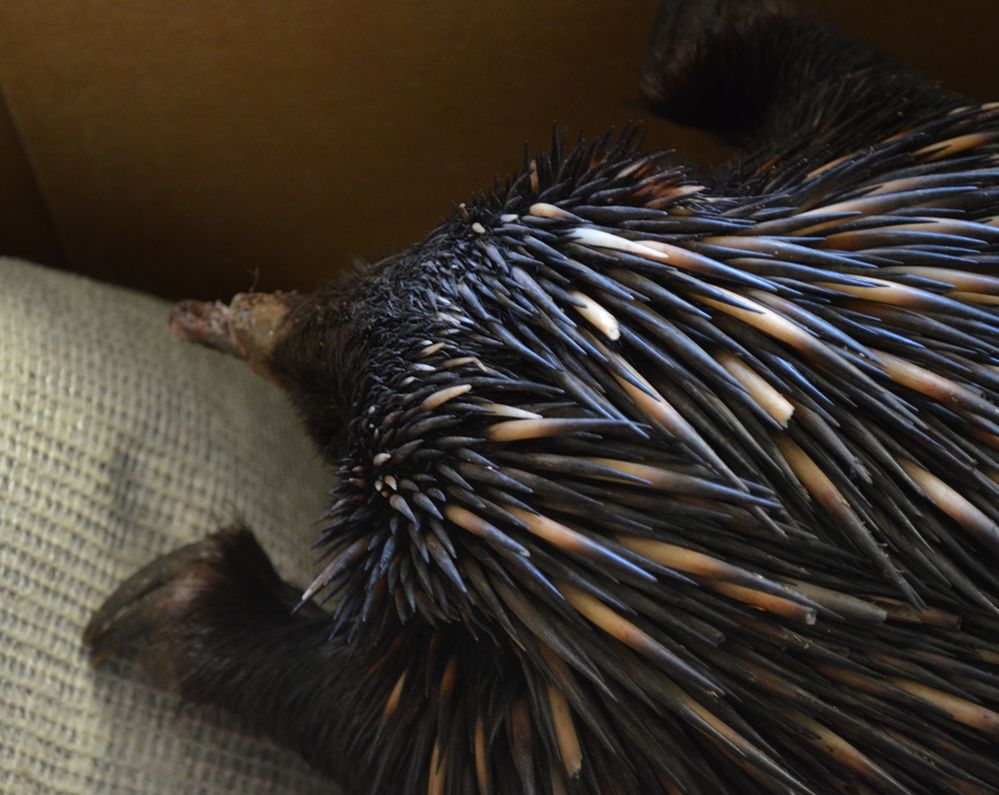 echidna.jpg
