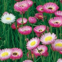 everlasting daisy.jpg