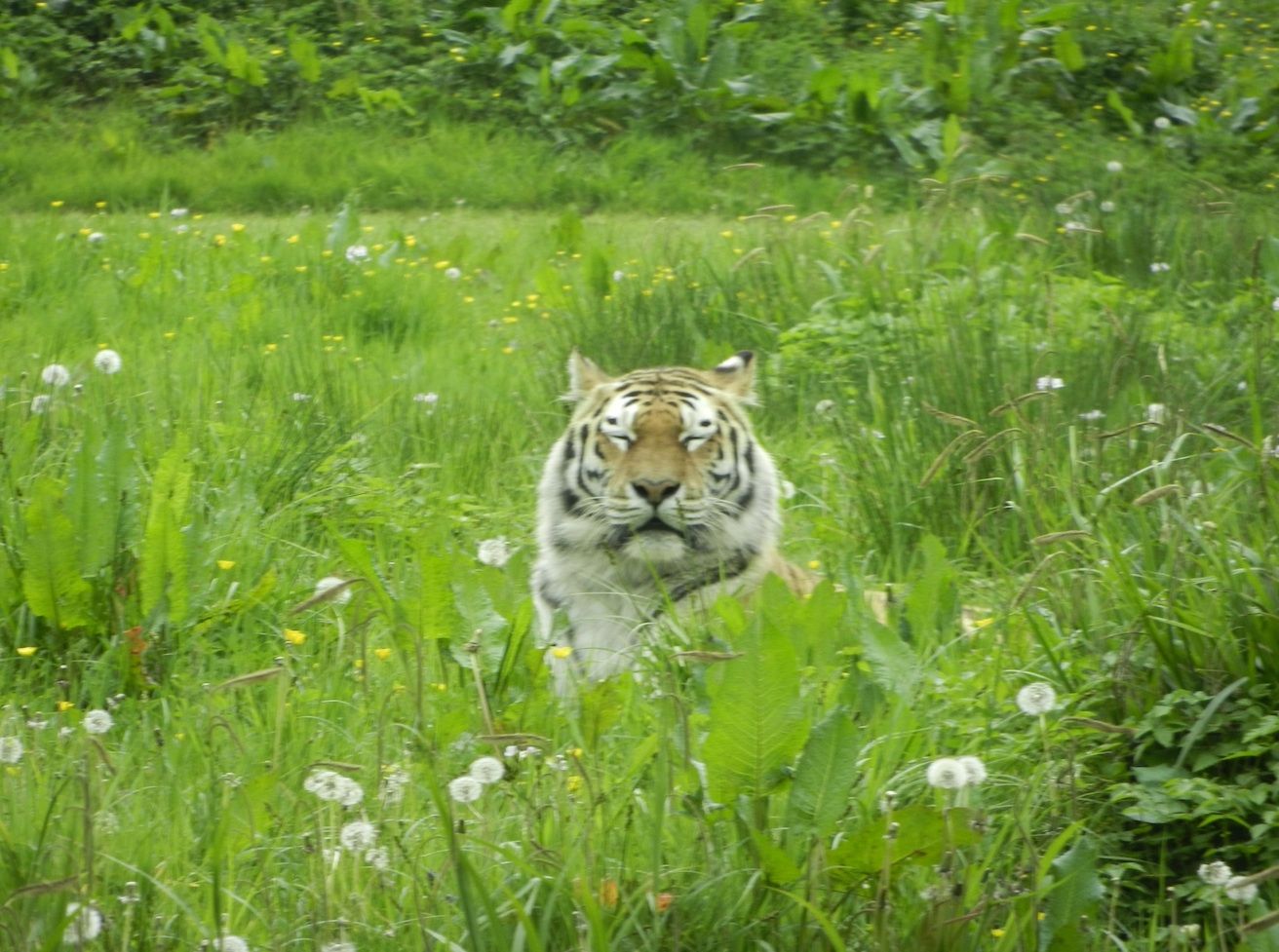 Tiger in Clover - Longleat.jpg