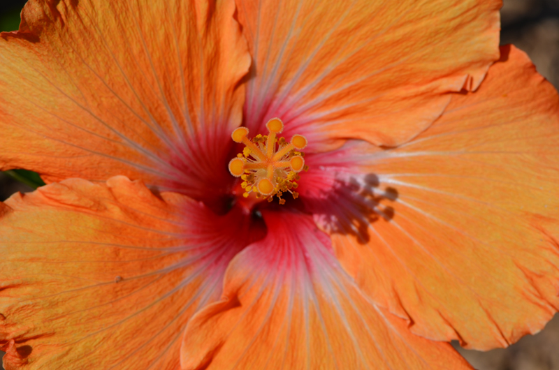 summer hibiscus.jpg