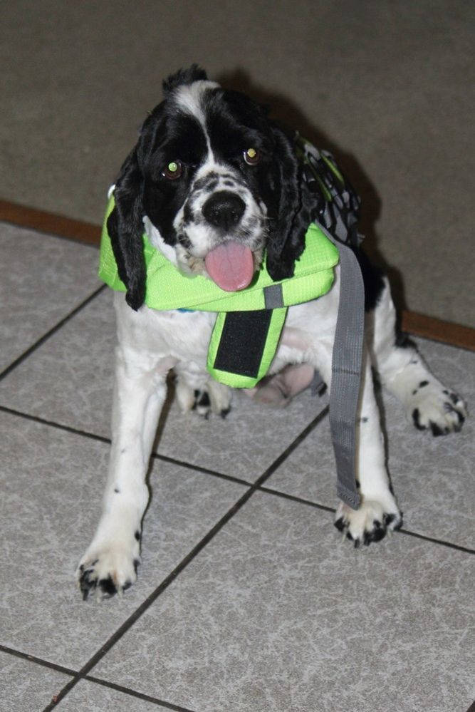 seadog.jpg