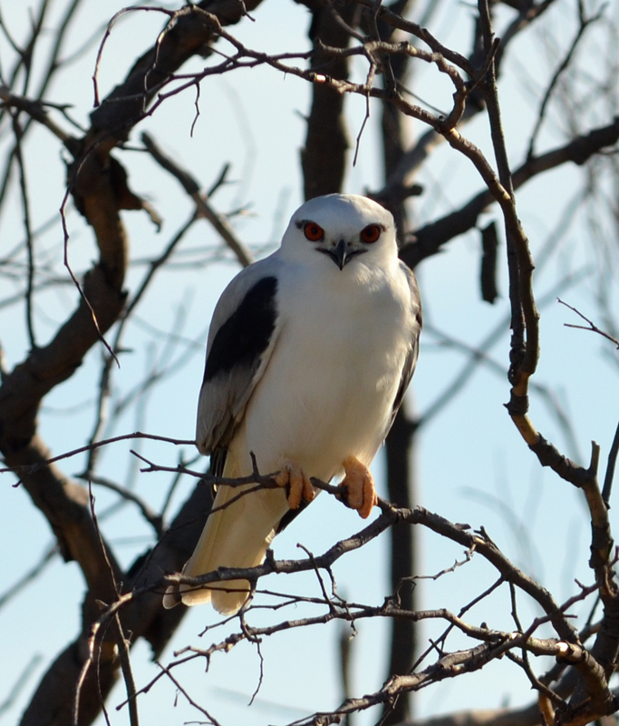 black shouldered kite.jpg