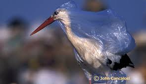 birdplas.jpg