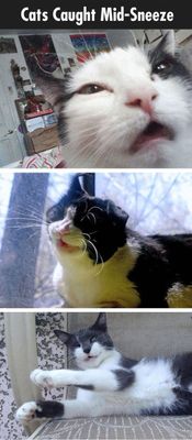 cat sneeze 1.jpg