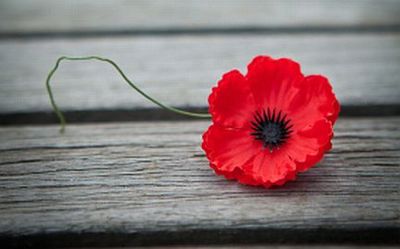 Remembrance Day 2014.jpg