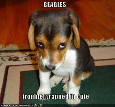 beagle.jpg