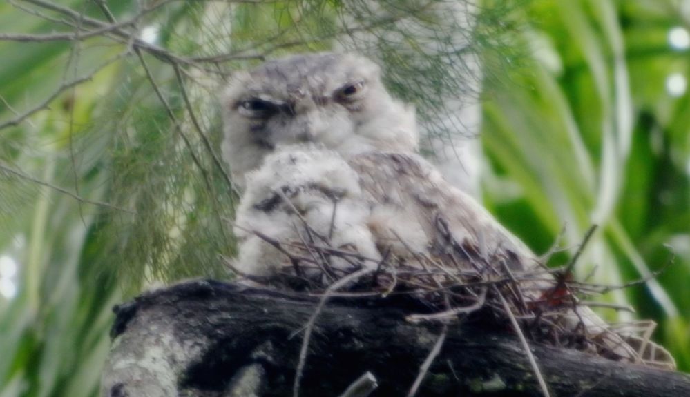 Tawny chick and mother.jpg
