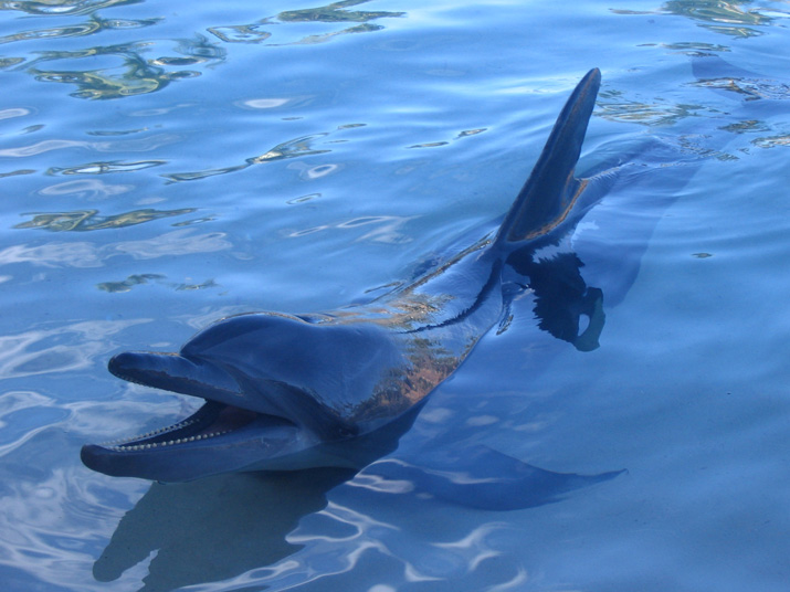 dolphinblue.jpg