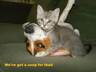 catsoup.jpg