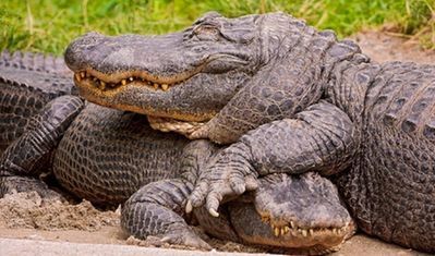 croc.jpg