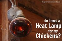 heat-lamp-chickens.jpg