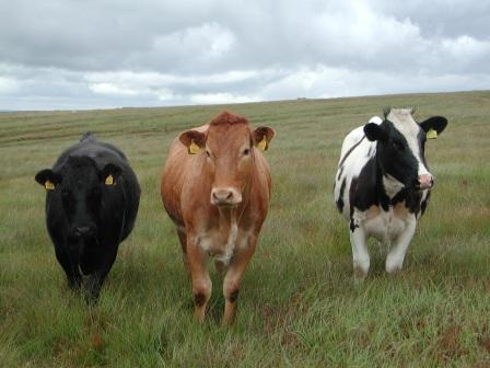 cattle-5.jpg