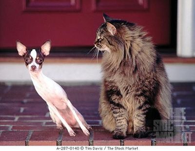 cat and dog.jpg