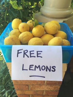 lemons 2.jpg