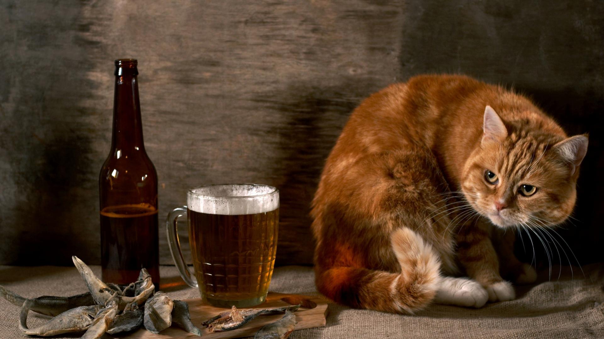 Cat-And-Beer-Funny-Animal-Wallpaper-HD-free-for-desktop.jpg