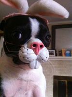 easter dog 1.jpg