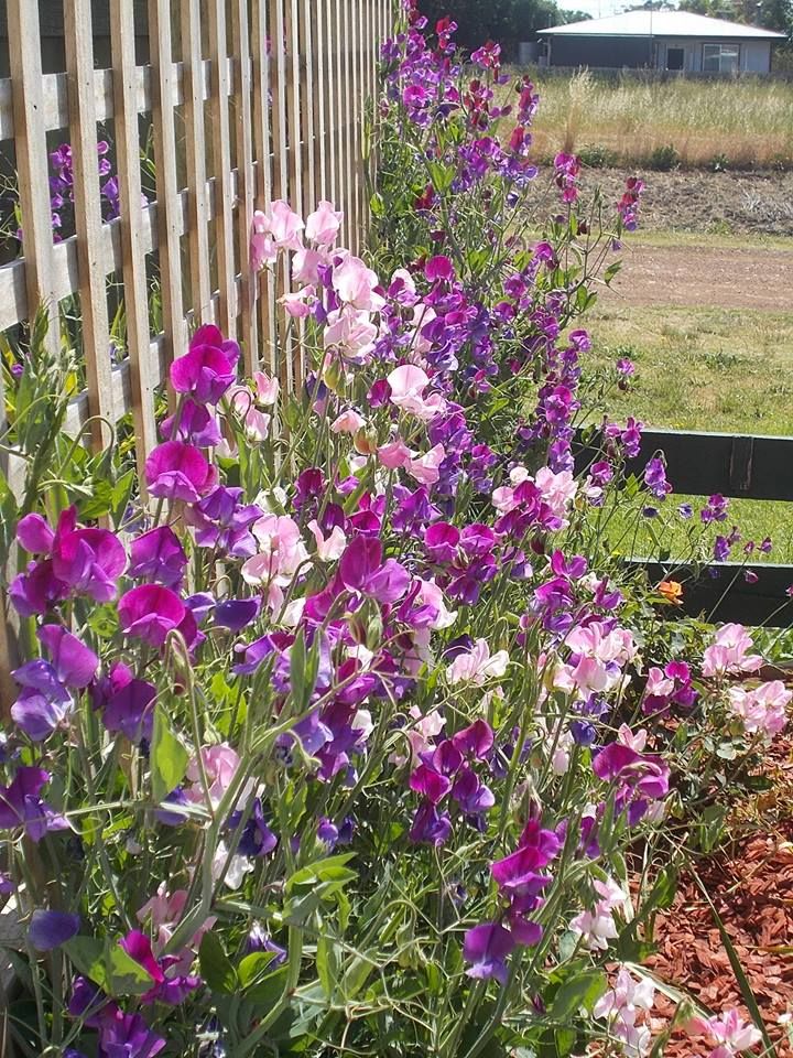sweet peas.jpg