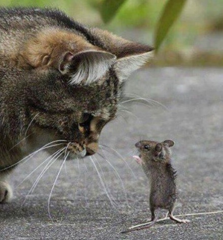 Cat 'n mouse.jpg