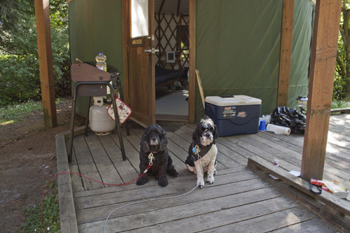 yurtdogs_zps4877cc38.jpg