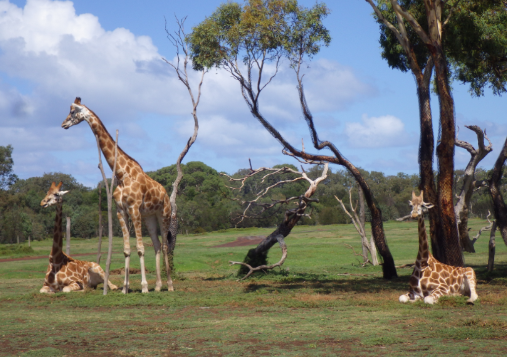 giraffes.PNG