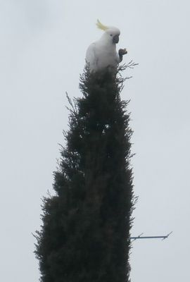 parrot in a fir tree (2).jpg