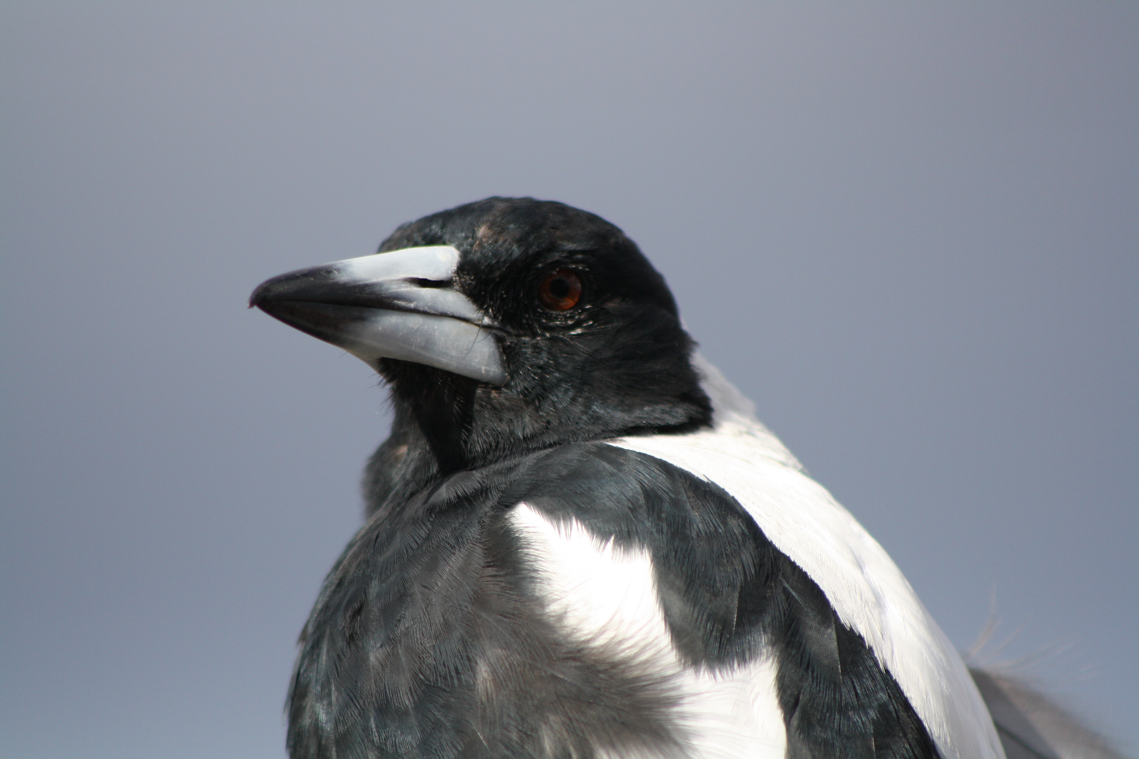 magpie2.JPG